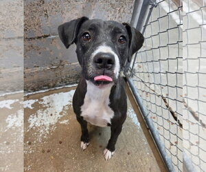 Mutt Dogs for adoption in El Centro, CA, USA