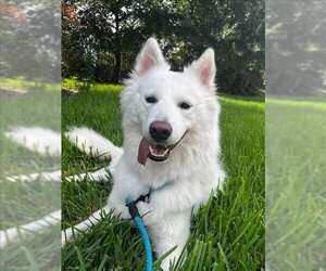 Samoyed-Unknown Mix Dogs for adoption in Conroe, TX, USA
