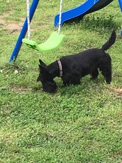 Father of the Scottish Terrier puppies born on 03/30/2016