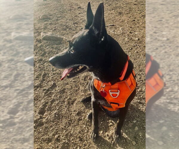 Medium Photo #3 Mutt Puppy For Sale in Fort Collins, CO, USA