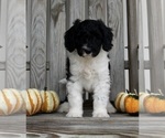 Small Photo #2 Aussiedoodle Puppy For Sale in FREDERICKSBURG, OH, USA