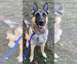 German Shepherd Dog Dogs for adoption in Tarboro, NC, USA