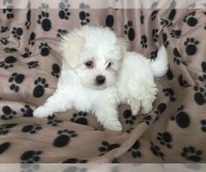 Maltese-Poodle (Toy) Mix Puppy for sale in MANKATO, MN, USA