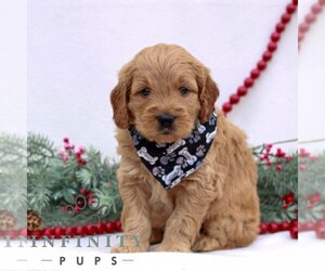 Goldendoodle (Miniature) Puppy for sale in NARVON, PA, USA