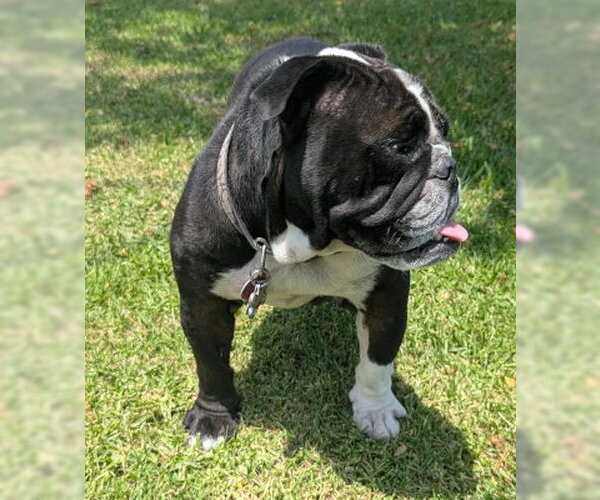 Medium Photo #2 Bulldog Puppy For Sale in Ventura, CA, USA