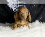 Small #4 Dachshund