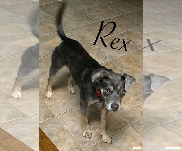 Medium Photo #2 Mutt Puppy For Sale in Oakhurst, NJ, USA