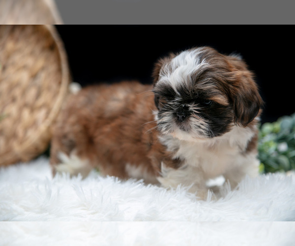 Medium Photo #9 Shih Tzu Puppy For Sale in CLARE, MI, USA