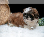 Small Photo #9 Shih Tzu Puppy For Sale in CLARE, MI, USA