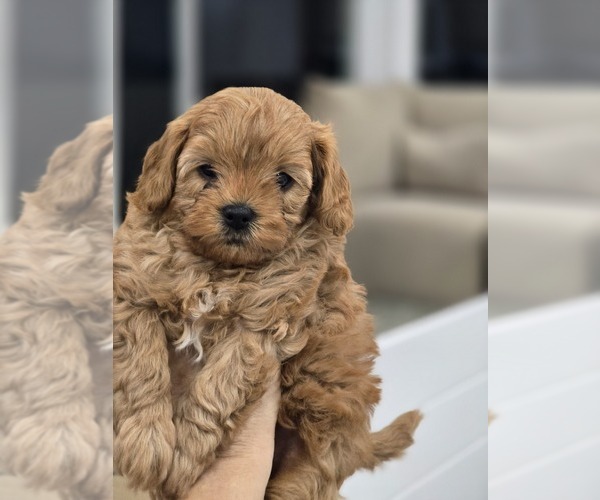 Medium Photo #1 Cavapoo Puppy For Sale in LAFAYETTE, CA, USA