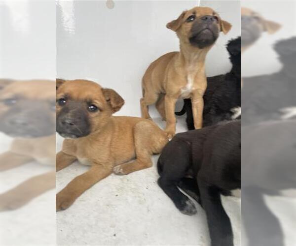 Medium Photo #1 Mutt Puppy For Sale in Houston, TX, USA