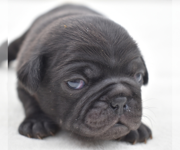 Medium Photo #1 Pug Puppy For Sale in PALM COAST, FL, USA
