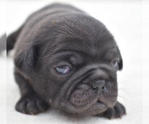 Pug Puppy for sale in PALM COAST, FL, USA