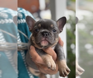 French Bulldog Puppy for sale in GROVETOWN, GA, USA