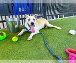 Small #1 American Staffordshire Terrier Mix