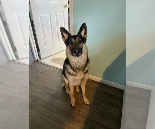 Medium Photo #2 German Shepherd Dog Puppy For Sale in COLUMBIA, MD, USA