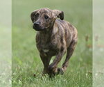 Small #5 Plott Hound Mix