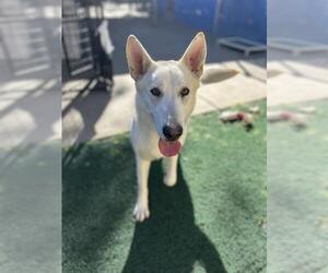 MAZAPAN - Female Siberian Husky-Unknown Mix Dog for Adoption - Photo #2