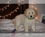 Puppy 2 English Cream Golden Retriever