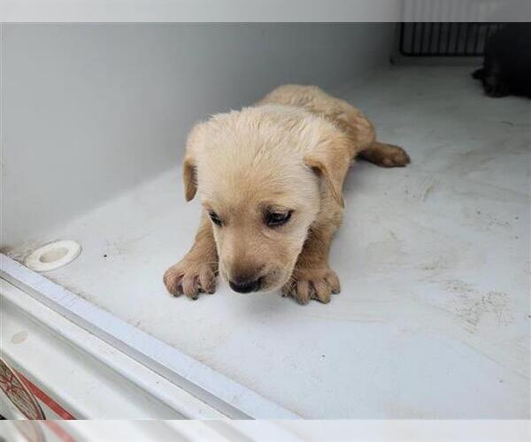 Medium Photo #1 Shepradors Puppy For Sale in Houston, TX, USA