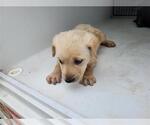 Small Shepradors