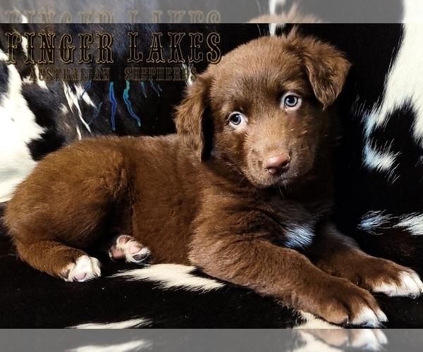 Medium Photo #2 Australian Shepherd Puppy For Sale in OWEGO, NY, USA