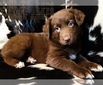 Small Photo #2 Australian Shepherd Puppy For Sale in OWEGO, NY, USA