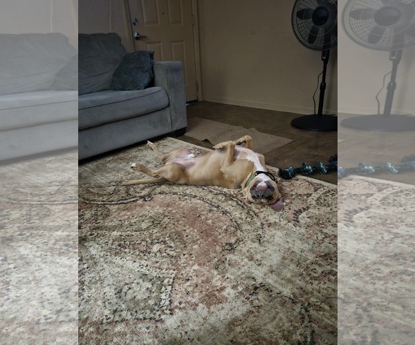 Medium Photo #4 American Pit Bull Terrier-Unknown Mix Puppy For Sale in Oakhurst, NJ, USA