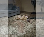 Small #3 American Pit Bull Terrier Mix