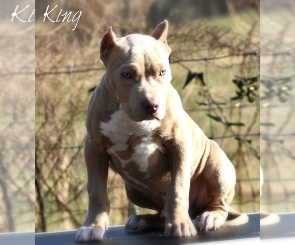 Medium Photo #3 American Bully Puppy For Sale in CLEVELAND, GA, USA