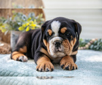 Small #1 Beabull-English Bulldog Mix