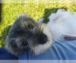 Small #4 Schnauzer (Miniature)