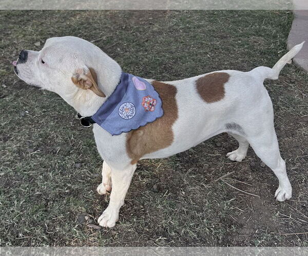 Medium Photo #4 Bull-Boxer Puppy For Sale in Phoenix, AZ, USA