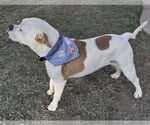 Small #3 Bull-Boxer