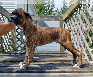 Boxer Dog for Adoption in NILES, Michigan USA