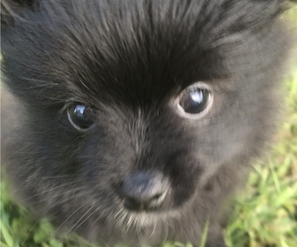 Medium Photo #1 Pomeranian Puppy For Sale in GOSHEN, NY, USA