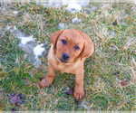 Small #2 Labrador Retriever