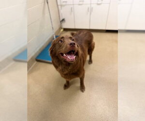Labrador Retriever Dogs for adoption in Santa Maria, CA, USA
