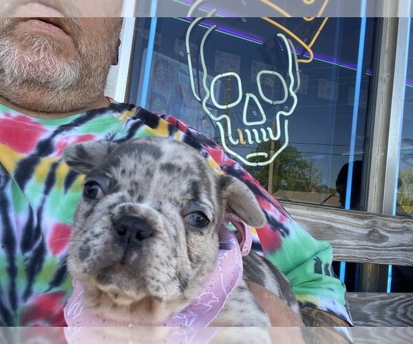 Medium Photo #7 French Bulldog Puppy For Sale in GRIFFIN, GA, USA