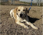 Small #2 Beagle Mix