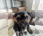 Small #7 Yorkshire Terrier