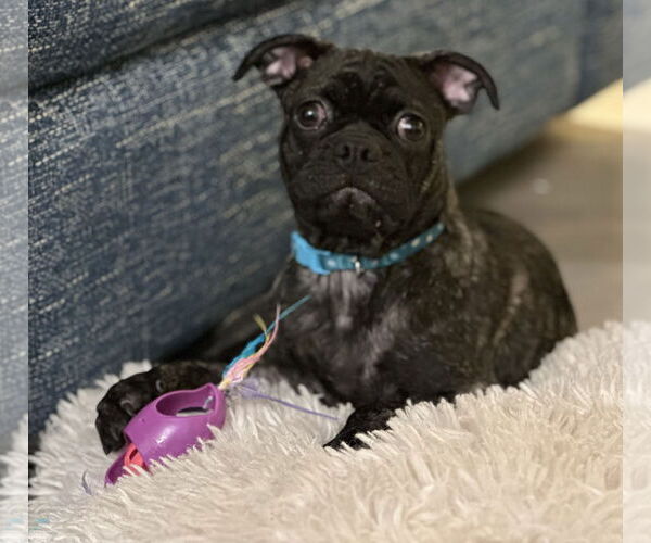 Medium Photo #4 Pug Puppy For Sale in Dumont, NJ, USA