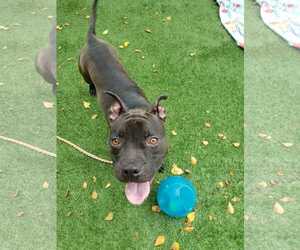 Elliot - Male Mutt Dog for Adoption - Photo #56