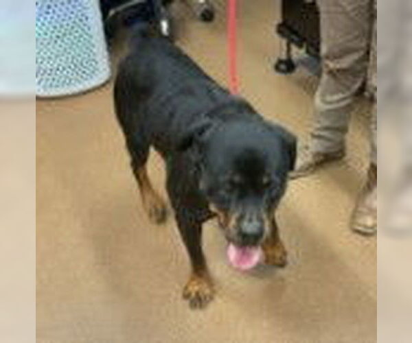 Medium Photo #2 Rottweiler Puppy For Sale in Hillsboro, NH, USA