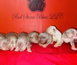 American Bully Litter for sale in TRENTON, NJ, USA