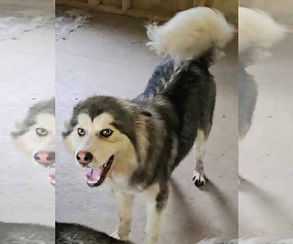 Medium Photo #2 Eurasier-Siberian Husky Mix Puppy For Sale in Severn, MD, USA