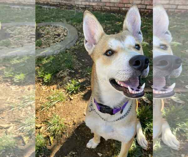 Medium Photo #3 American Pit Bull Terrier-Huskies  Mix Puppy For Sale in Yuba City, CA, USA