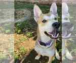 Small #2 American Pit Bull Terrier-Huskies  Mix