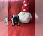 Small Photo #1 Pug Puppy For Sale in AIKEN, SC, USA