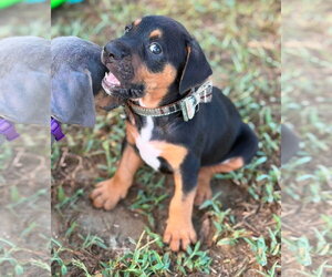 Mutt Dogs for adoption in Sanford, FL, USA
